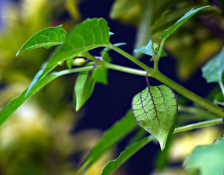 Raw Herbs