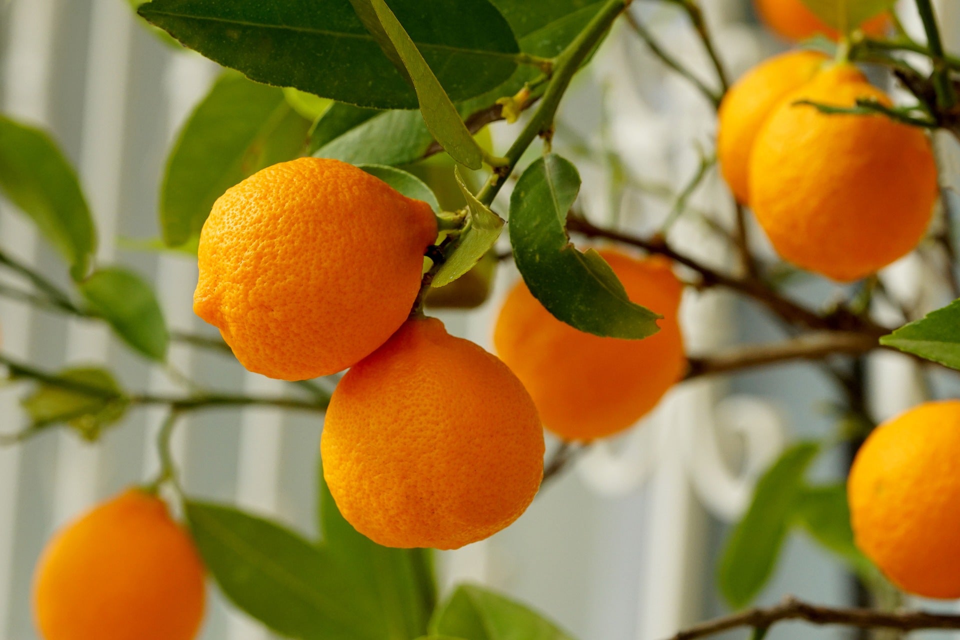 Fruit